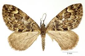 Attēlu rezultāti vaicājumam “Thera variata”