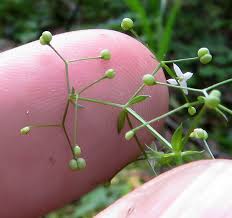 Attēlu rezultāti vaicājumam “Galium schultesii”