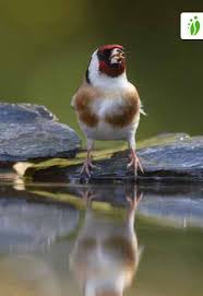 Attēlu rezultāti vaicājumam “Carduelis carduelis adult”