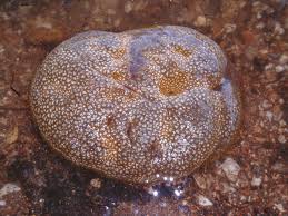 Attēlu rezultāti vaicājumam “Bryozoa”