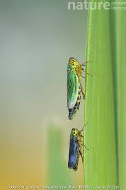 Attēlu rezultāti vaicājumam “Cicadella viridis female”