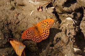 Attēlu rezultāti vaicājumam “Argynnis paphia larva”