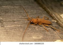 Attēlu rezultāti vaicājumam “Criocephalus rusticus”