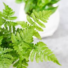 Attēlu rezultāti vaicājumam “Gymnocarpium robertianum”