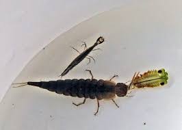 Attēlu rezultāti vaicājumam “Dytiscidae”