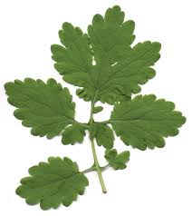 Attēlu rezultāti vaicājumam “Chelidonium majus leaf”