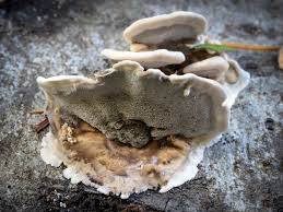 Attēlu rezultāti vaicājumam “Bjerkandera fumosa”