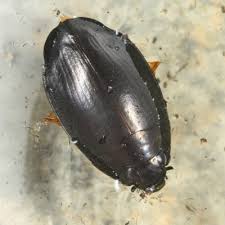 Attēlu rezultāti vaicājumam “Gyrinidae”