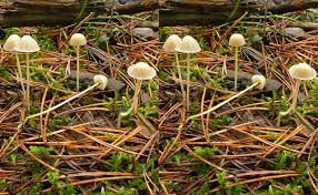 Attēlu rezultāti vaicājumam “Mycena viscosa”