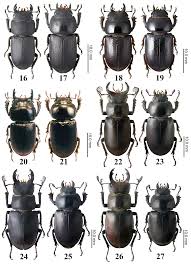 Attēlu rezultāti vaicājumam “Dorcus parallelopipedus”