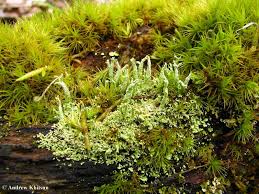 Attēlu rezultāti vaicājumam “Cladonia norvegica”