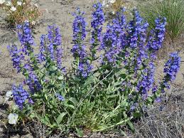 Attēlu rezultāti vaicājumam “Veronica officinalis flower”