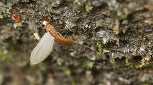 Attēlu rezultāti vaicājumam “Aphrophoridae imago”