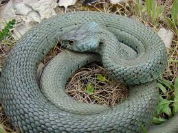 Attēlu rezultāti vaicājumam “Natrix natrix adult”