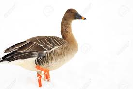 Image result for Anser fabalis