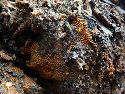 Attēlu rezultāti vaicājumam “Trichia scabra”