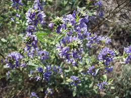 Attēlu rezultāti vaicājumam “Medicago sativa subsp. sativa”