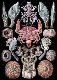 Image result for ernst haeckel