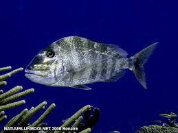 Image result for Calamus bajonado