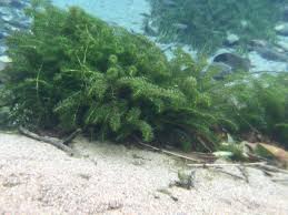 「水蘊草」的圖片搜尋結果