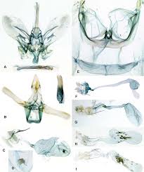 Attēlu rezultāti vaicājumam “Pyralididae”