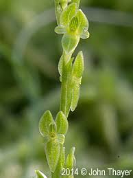 Attēlu rezultāti vaicājumam “Hammarbya paludosa leaf”