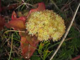 Attēlu rezultāti vaicājumam “Hylotelephium maximum flower”