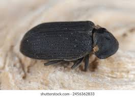 Attēlu rezultāti vaicājumam “Grynocharis oblonga”