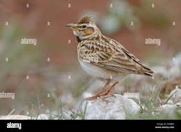 Image result for Melanocorypha bimaculata