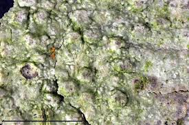 Attēlu rezultāti vaicājumam “Pertusaria leioplaca”