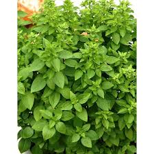 Image result for Basilikum