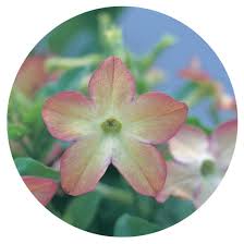 Image result for Nicotiana x sanderae
