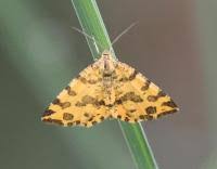 Attēlu rezultāti vaicājumam “Pseudopanthera macularia”