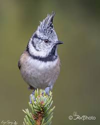 Attēlu rezultāti vaicājumam “Lophophanes cristatus”