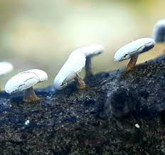 Attēlu rezultāti vaicājumam “Diderma hemisphaericum”