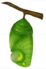 Attēlu rezultāti vaicājumam “pupa”