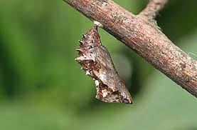 Attēlu rezultāti vaicājumam “Araschnia levana larva”