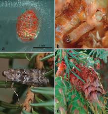 Attēlu rezultāti vaicājumam “Dioryctria abietella”