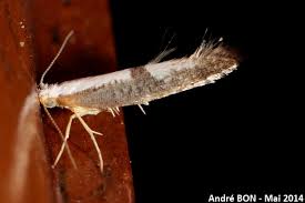 Attēlu rezultāti vaicājumam “Argyresthia spinosella”