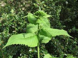 Attēlu rezultāti vaicājumam “Telekia speciosa leaf”