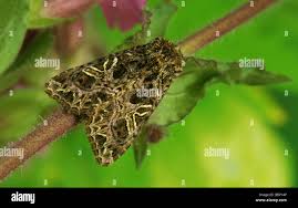 Attēlu rezultāti vaicājumam “Hadena rivularis”