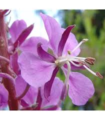 Attēlu rezultāti vaicājumam “Epilobium angustifolium bud”
