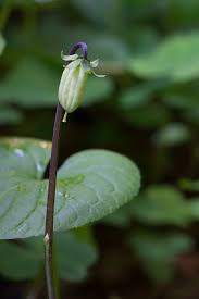 Attēlu rezultāti vaicājumam “Viola epipsila leaf”