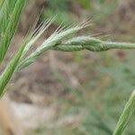 Attēlu rezultāti vaicājumam “Brachypodium sylvaticum fruit”