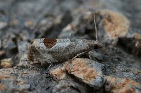 Attēlu rezultāti vaicājumam “Notocelia uddmanniana”