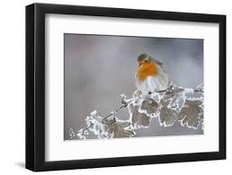 Attēlu rezultāti vaicājumam “Erithacus rubecula adult”