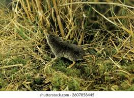 Attēlu rezultāti vaicājumam “Sorex sp.”