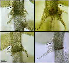 Attēlu rezultāti vaicājumam “Lophocolea coadunata”