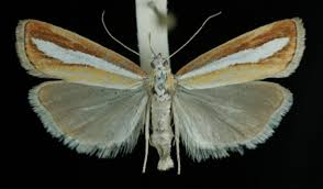 Attēlu rezultāti vaicājumam “Catoptria margaritella”