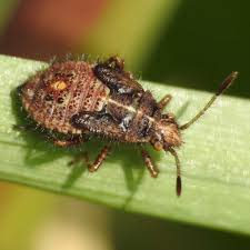 Attēlu rezultāti vaicājumam “Rhopalus maculatus imago”